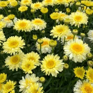 Shasta Daisy Realflor Real Charmer Live Plant – 4-8