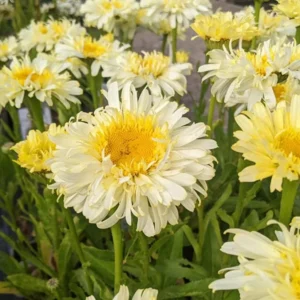 Shasta Daisy Realflor Real Charmer Live Plant – 4-8