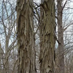 Shellbark Hickory Tree Live Plant - 18+ Inches Tall, Set of 2 Bare Root - Image 6