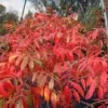 Shining Sumac Bare Root Seedlings - 2 Pack, 1-2 ft Tall - Rhus Copallinum Outdoor Plant - Image 1