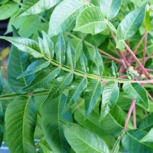 Shining Sumac Bare Root Seedlings - 2 Pack, 1-2 ft Tall - Rhus Copallinum Outdoor Plant - Image 2