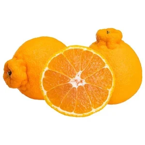 Shiranui Mandarin Tree – Grafted Citrus Live Plant – 3 Gallon – 2-3 Feet Tall - Image 1