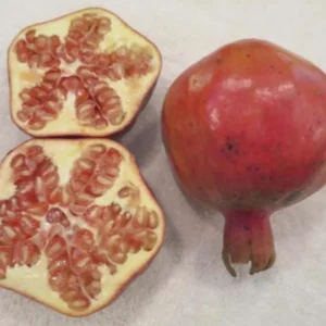 Shirin Pust Ghermez Pomegranate Tree Starter Plant - Punica granatum - Image 4