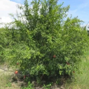 Shirin Pust Ghermez Pomegranate Tree Starter Plant - Punica granatum - Image 6