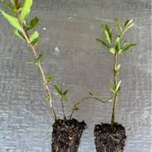 Shirin Pust Ghermez Pomegranate Tree Starter Plant - Punica granatum - Image 7