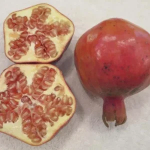 Shirin Pust Ghermez Pomegranate Tree Starter Plant - Punica granatum - Image 8