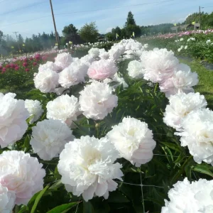 Shirley Temple Peony Bare Root - 2-3 Eye - White to Pink Fragrant Blooms - Image 3