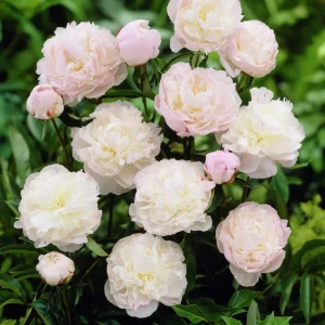 Shirley Temple Peony Bare Root - 2-3 Eye - White to Pink Fragrant Blooms - Image 4