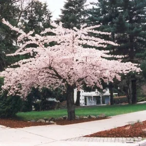 Shirofugen Flowering Cherry Tree - Live Plant - 2 to 3 Feet Tall - Grafted - 3 Gallon Pot - Image 2