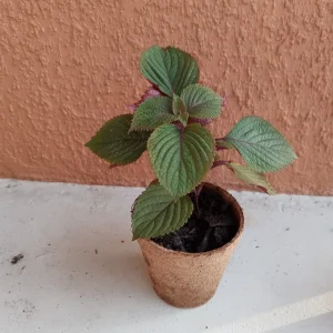 Shiso Perilla Live Plant - 3 Pack Green & Purple Beefsteak - 6-12 inch Starter - Outdoor - Image 3