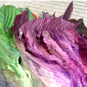 Shiso Perilla Live Plant - 3 Pack Green & Purple Beefsteak - 6-12 inch Starter - Outdoor - Image 4