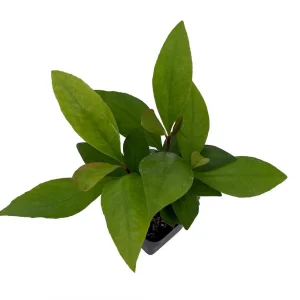 Shoebutton Plant (Ardisia humilis) – Tropical House Plant – 3 inch Pot - Image 3