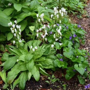 Shooting Star (Dodecatheon meadia) Bare-root Plant - Native Perennial - Image 3