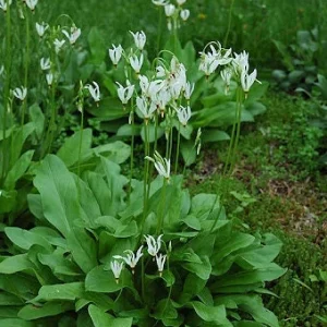 Shooting Star (Dodecatheon meadia) Bare-root Plant - Unique Spring Wildflower - Image 2
