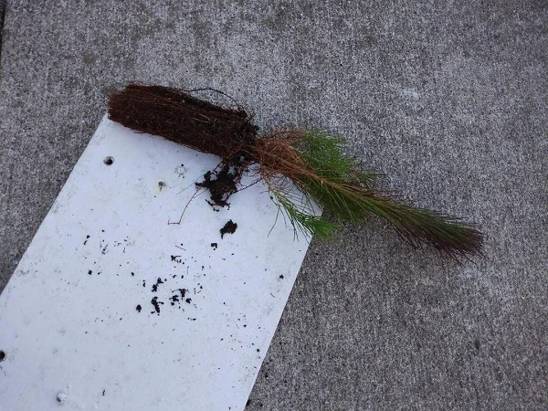 Short Needle Pine – Live Plant – 10 Inches Tall – Outdoor - Image 2