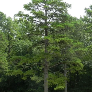 Short Needle Pine – Live Plant – 10 Inches Tall – Outdoor - Image 1