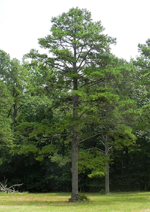 Short Needle Pine – Live Plant – 10 Inches Tall – Outdoor - Image 1