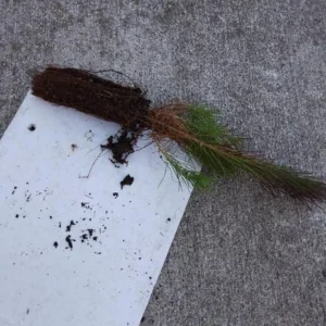 Short Needle Pine Tree Live Plant - Well Rooted Starter, Up to 10 Inches Tall, Outdoor - Image 2