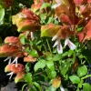 Shrimp Plant Live Plant 1 ft Tall in 6 inch Pot - Unique Blooms - Image 1
