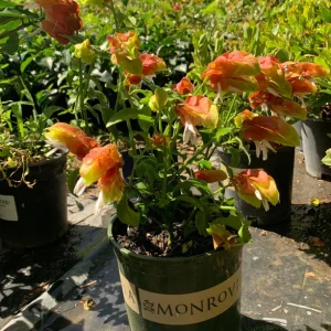 Shrimp Plant Live Plant 1 ft Tall in 6 inch Pot - Unique Blooms - Image 2