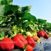 Shuksan Strawberry Plants - June Bearing, Cold Hardy, Large Sweet Fruit - Image 1