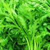 Shungiku Seeds - Edible Chrysanthemum, Tong Ho, Tan Ngo - 200+ Seeds Outdoor - Image 1