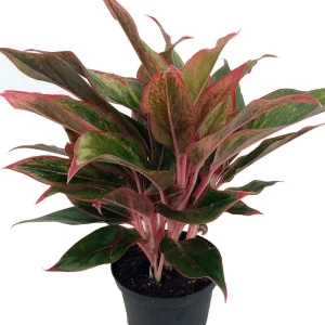 Siam Aurora Chinese Evergreen Live Plant - Aglaonema - Indoor - 5 inch Pot - Image 2