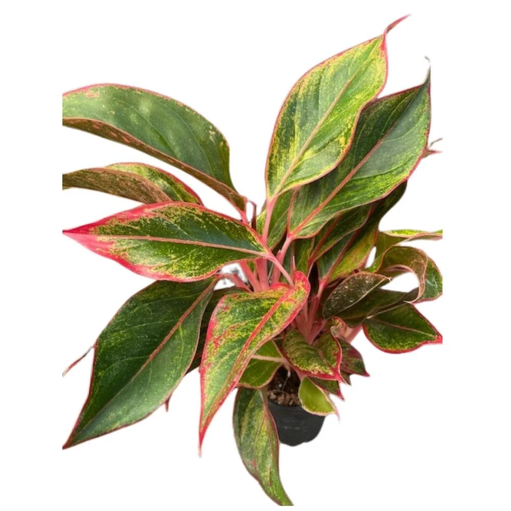 Siam Aurora Chinese Evergreen Live Plant - Aglaonema - Indoor - 5 inch Pot - Image 3