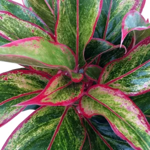 Siam Aurora Chinese Evergreen Live Plant - Aglaonema - Indoor - 5 inch Pot - Image 1