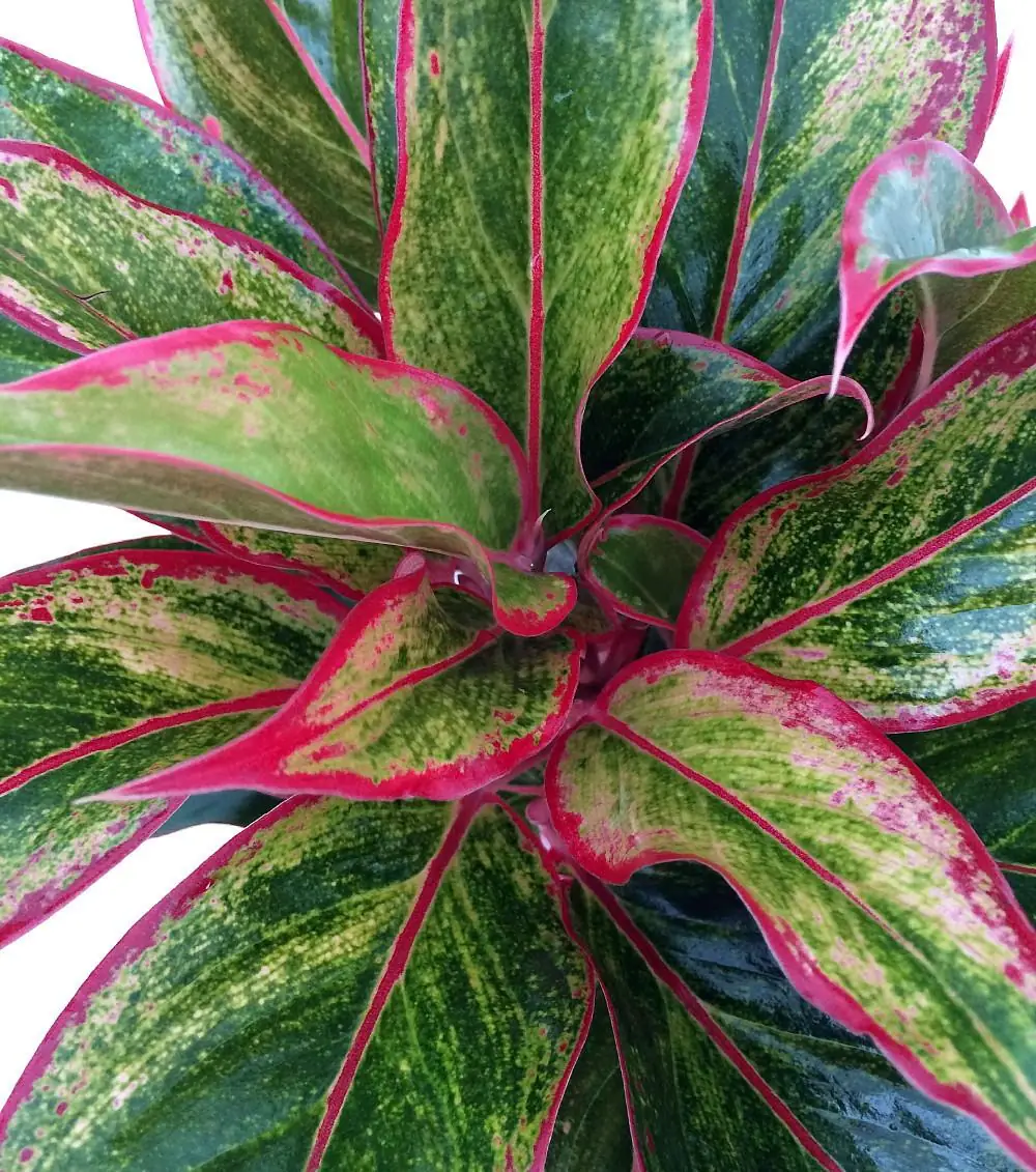 Siam Aurora Chinese Evergreen Live Plant - Aglaonema - Indoor - 5 inch Pot - Image 1