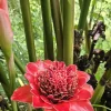 Siam Rose Torch Ginger Rhizome - Exotic Tropical Flower Plant for Gardens - Image 1