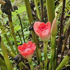 Siam Rose Torch Ginger Rhizome - Exotic Tropical Flower Plant for Gardens - Image 2