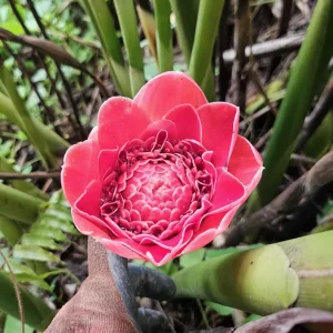 Siam Rose Torch Ginger Rhizome - Exotic Tropical Flower Plant for Gardens - Image 3