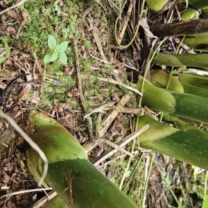 Siam Rose Torch Ginger Rhizome - Exotic Tropical Flower Plant for Gardens - Image 4