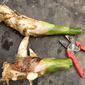 Siam Rose Torch Ginger Rhizome - Exotic Tropical Flower Plant for Gardens - Image 6