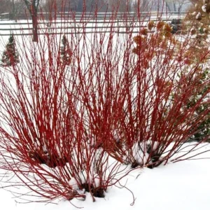 Silky Dogwood Bare-root Plant - Cornus Amomum - 3 Pack - Outdoor Shrub - Image 2