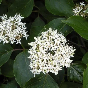 Silky Dogwood Bareroot Tree - Cornus amomum - 18-30 inches Tall - Outdoor Shrub - Image 2