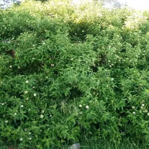 Silky Dogwood Bareroot Tree - Cornus amomum - 18-30 inches Tall - Outdoor Shrub - Image 1