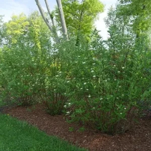 Silky Dogwood (Cornus Amomum) Live Shrub – Wildlife Friendly – 4'' Pot - Image 2