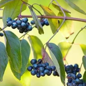 Silky Dogwood (Cornus Amomum) Live Shrub – Wildlife Friendly – 4'' Pot - Image 5