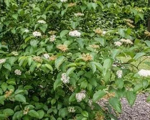 Silky Dogwood Live Plant - Cornus amomum - Quart Pot - Outdoor Shrub - Image 2