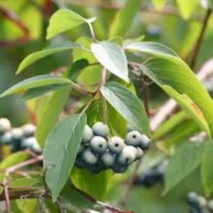 Silky Dogwood Tree - Bare Root Plant - 12-24in Tall - Outdoor Shrub - Image 4