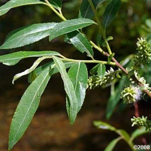 Silky Willow Bare Root Plant - Salix sericea - 2 Pack Outdoor Shrub - Image 3