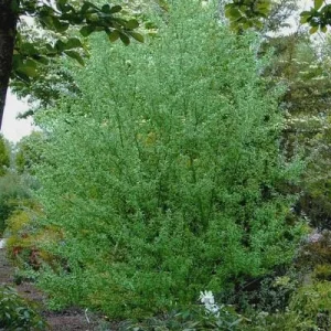 Silky Willow Bare Root Plant - Salix sericea - 2 Pack Outdoor Shrub - Image 6