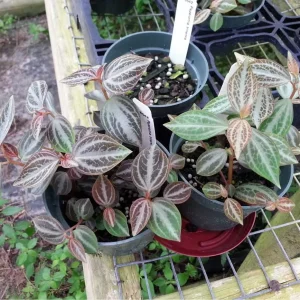 Silver and Red Peperomia trinervis Live Plant - 2.5 inch Pot - Image 2