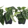 Silver Cloud Scindapsus Pictus Live Plant - Easy Care Indoor Vine, 2 Plants, 3 inch Pot - Image 1