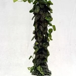 Silver Cloud Scindapsus Pictus Live Plant - Easy Care Indoor Vine, 2 Plants, 3 inch Pot - Image 4