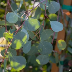 Silver Dollar Eucalyptus Live Plant – 1ft Tall – 6in Pot – Ornamental Foliage - Image 1