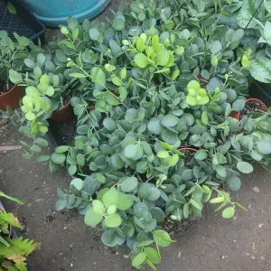 Silver Dollar Plant Live Succulent - Xerosicyos Danguyi - 4in Pot - String of Coins - Image 2