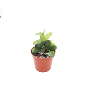 Silver Dollar Vine Live Plant – 4 inch Potted Succulent – Indoor/Outdoor - Image 1